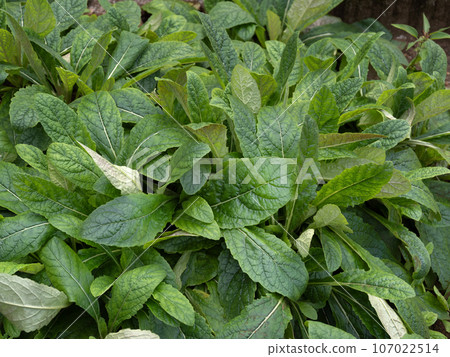 槭樹科草藥 槭樹科草藥 107022514