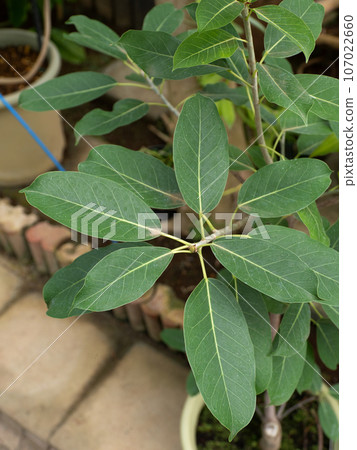 榕樹下 榕樹下 107022660