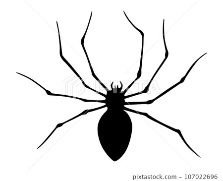 Spider silhouette. Black close-up insect, scary big spider isolated on white. Poisonous dangerous animal. Creepy wildlife bug 107022696
