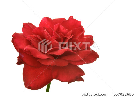 Rose   107022699