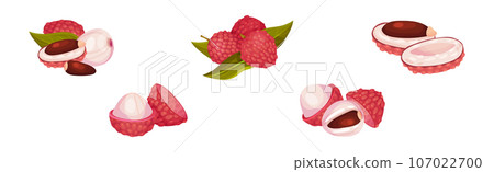 Lychee Fruit with Pink Rind and Sweet Flesh Vector Set 107022700