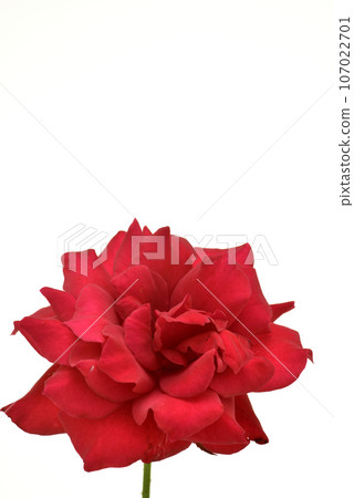 Rose   107022701