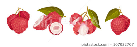 Lychee Fruit with Pink Rind and Sweet Flesh Vector Set Lychee Fruit with Pink Rind and Sweet Flesh Vector Set 107022707