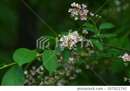 Flowers of bird cherry (Prunus padus) on a background of green leaves in spring. One Flower flies from the branch. Plants of Eastern Siberia, Russia Flowers of bird cherry (Prunus padus) on a background of green leaves in spring. One Flower flies from the branch. Plants of Eastern Siberia, Russia 107022742