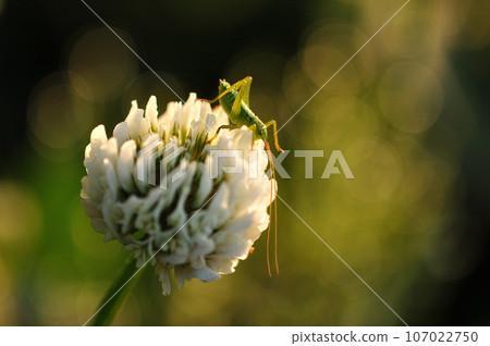 白三葉草和蚱蜢 107022750