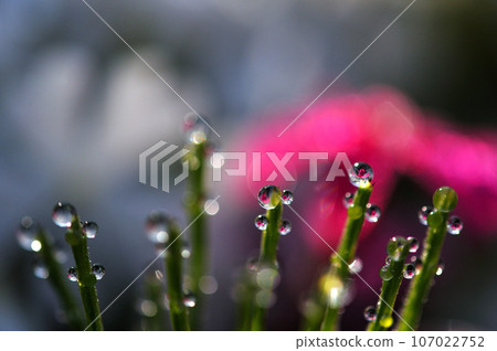 馬尾水滴中倒映的紅色花朵 107022752