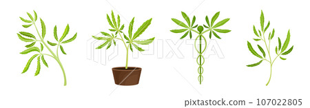 Cannabis Plant with Green Leaves as Marijuana Crop Vector Set Cannabis Plant with Green Leaves as Marijuana Crop Vector Set 107022805