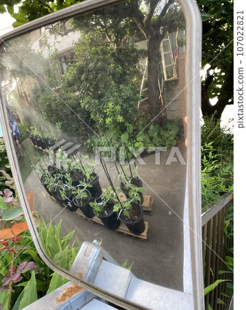 花園裡生長的菊花幼苗 花園裡生長的菊花幼苗 107022821