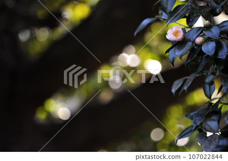 Sparkling background with white camellias Sparkling background with white camellias 107022844