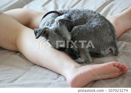 迷你雪納瑞睡在主人身邊 107023274