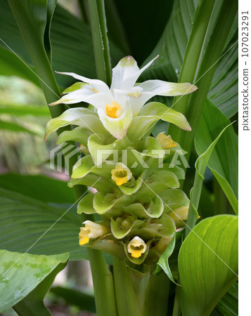 Curcuma Curcuma 107023291