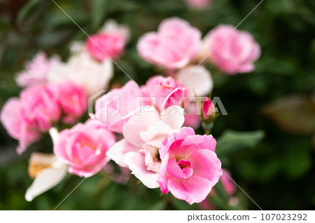 粉色和白色的月季花 107023292