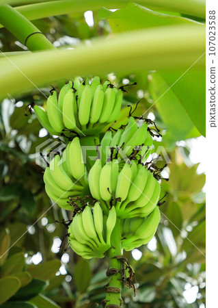 Taiwan Banana in the precincts of Baojue Temple, Rinzai Sect, Taichung City, Taiwan Taiwan Banana in the precincts of Baojue Temple, Rinzai Sect, Taichung City, Taiwan 107023588