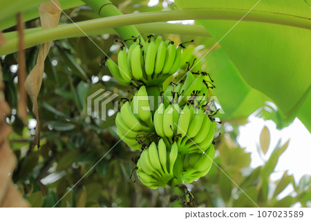 台灣台中市臨濟宗寶覺寺境內的台灣香蕉 台灣台中市臨濟宗寶覺寺境內的台灣香蕉 107023589