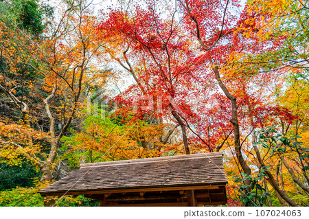 [Kanagawa Prefecture] Vibrant autumn leaves at Ichijo Ekan Sanso in Kamakura 107024063