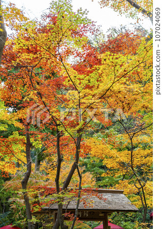 【神奈川縣】鎌倉一條江漢山莊的紅葉充滿活力 107024069