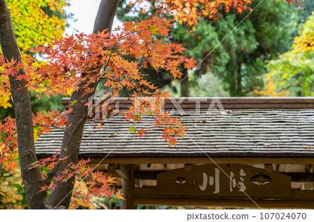 【神奈川縣】鎌倉一條江漢山莊的紅葉充滿活力 107024070