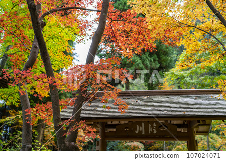 [Kanagawa Prefecture] Vibrant autumn leaves at Ichijo Ekan Sanso in Kamakura 107024071