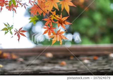 [Kanagawa Prefecture] Vibrant autumn leaves at Ichijo Ekan Sanso in Kamakura 107024079