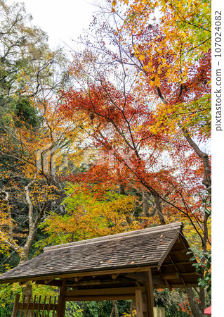 【神奈川縣】鎌倉一條江漢山莊的紅葉充滿活力 【神奈川縣】鎌倉一條江漢山莊的紅葉充滿活力 107024082