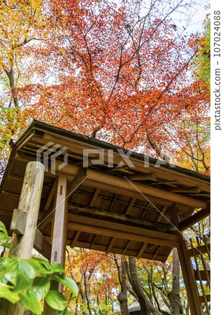 [Kanagawa Prefecture] Vibrant autumn leaves at Ichijo Ekan Sanso in Kamakura 107024088