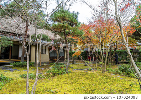 [Kanagawa Prefecture] Autumn leaves starting to change color at Ichijo Ekan Sanso in Kamakura 107024098