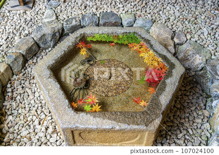 [神奈川縣]鎌倉一條江漢山莊的美麗秋葉 107024100