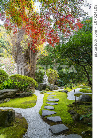 [神奈川縣] 鎌倉報國寺的紅葉開始變色 107024108