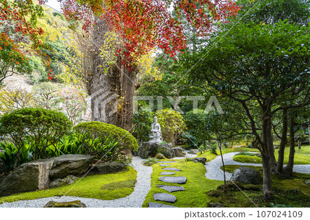 [Kanagawa Prefecture] Autumn leaves starting to change color at Hokokuji Temple in Kamakura 107024109