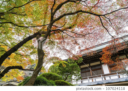 【神奈川縣】鎌倉報國寺的紅葉充滿活力 107024118
