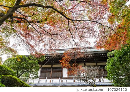 [Kanagawa Prefecture] Vibrant autumn leaves at Hokokuji Temple in Kamakura 107024120