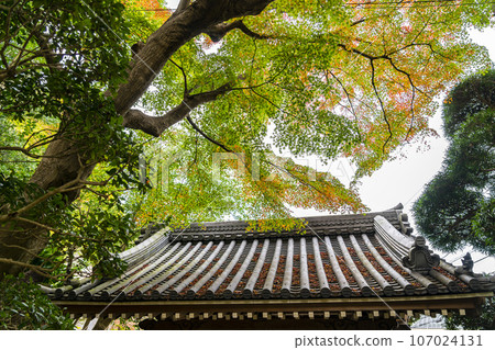 [Kanagawa Prefecture] Autumn leaves starting to change color at Hokokuji Temple in Kamakura 107024131