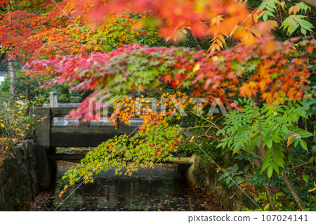[Kanagawa Prefecture] Vibrant and beautiful autumn leaves at Tsurugaoka Hachimangu Shrine 107024141