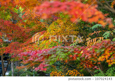 [神奈川縣] 鶴岡八幡宮的紅葉充滿生氣與美麗 107024143