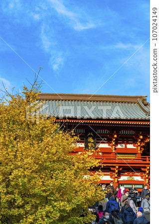 [Kanagawa Prefecture] Beautifully colored ginkgo trees at Tsurugaoka Hachimangu Shrine 107024149