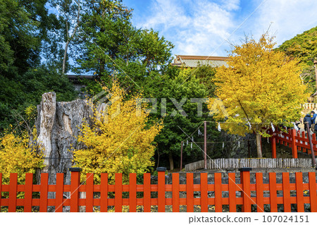 [Kanagawa Prefecture] Beautifully colored ginkgo trees at Tsurugaoka Hachimangu Shrine 107024151