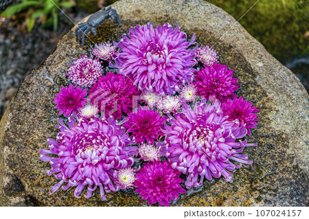 [Kanagawa Prefecture] Beautiful flower hand water at Ichijo Ekan Sanso in Kamakura 107024157