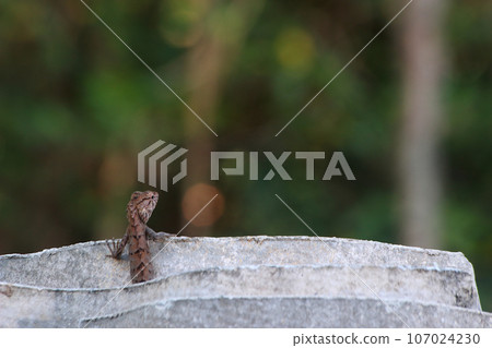Curious chameleon 4 Curious chameleon 4 107024230