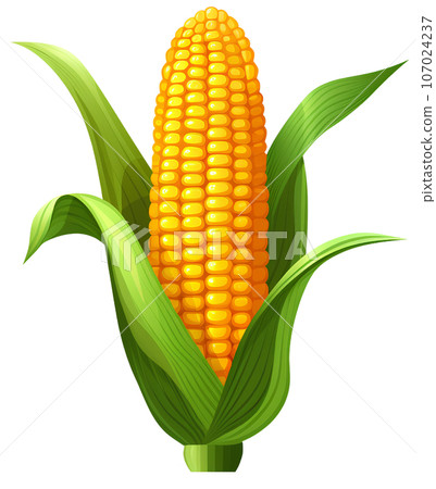 maize, corn, illustration, food, agriculture, grain, natural, organic, plant, farm, harvest, seed, vegetable, vegetarian, popcorn, yellow, nature, green, cereal, ripe, nutrition, icon, leaf, summer, 107024237