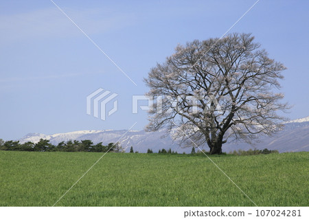 小岩井農場的一棵孤獨的櫻花樹和白雪覆蓋的山脈 107024281