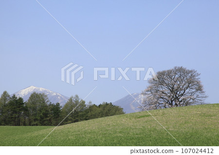小岩井農場的一棵孤獨的櫻花樹和白雪覆蓋的山脈 小岩井農場的一棵孤獨的櫻花樹和白雪覆蓋的山脈 107024412