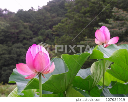 夏村里盛開的粉紅荷花 107024919