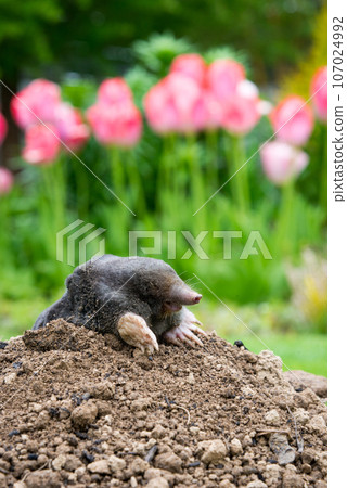 Mole animal - Talpa Europaea, causing damage as a pest in the garden with its mole hills and underground tunnels Mole animal - Talpa Europaea, causing damage as a pest in the garden with its mole hills and underground tunnels 107024992