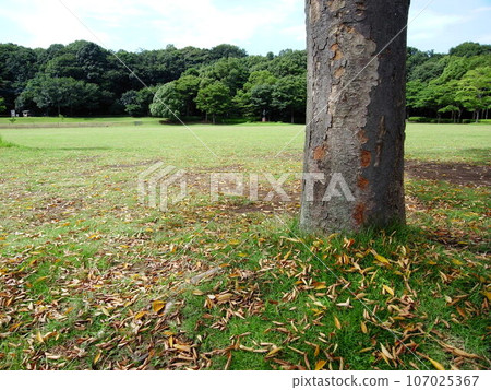 Summer park landscape with keyaki tree trunk and weeded grassland 107025367