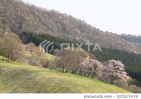 Nishizoo範圍的小山櫻花 Nishizoo範圍的小山櫻花 107025419