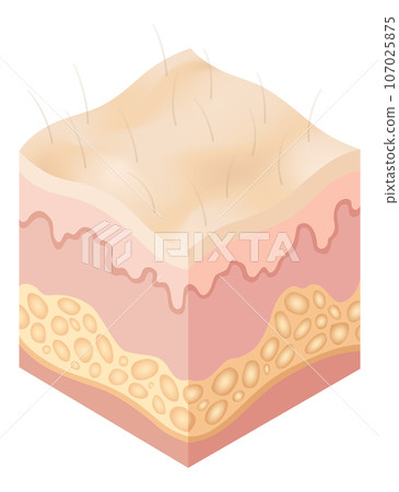 Protection uv ray skin. Illustration about Skin care concept. Sun protection body adipose layers epidermis, vector infographic 107025875