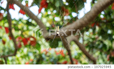 Close-up of giant golden orbweaver spider. Close-up of giant golden orbweaver spider. 107025945