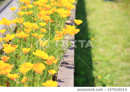Hanabisou flowers in full bloom Hanabisou flowers in full bloom 107026014