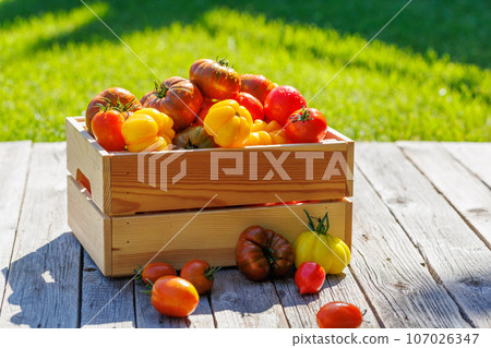 Assorted tomatoes in rustic crate 107026347