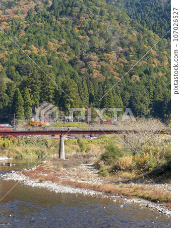 流經美山町的由良川沿岸的秋景 107026527